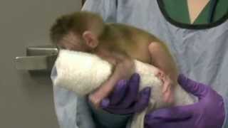 Worlds first chimeric monkeys are born Video Reuters [upl. by Gervase]