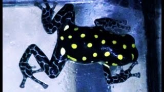 Calling Ranitomeya vanzolinii  Poison Dart Frogs in HD [upl. by Enialb876]