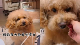 不吃零食不睡覺的三兄妹pets 萌寵 寵物 [upl. by Droffats]