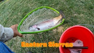 Episode 137 Eastern Sierra Trout Hunt Bishop to Tahoe [upl. by Llenet420]