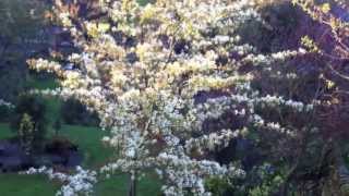 Amelanchier canadensis [upl. by Resaec]