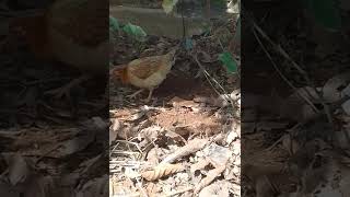 The way chicken feeds Thier chicks in Ghana [upl. by Yevette]