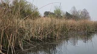 Marsh Wren Song  20240312 094940 [upl. by Hanover]