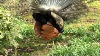 Indian Peafowl Pavo cristatus ♂ Peacock Mating  Balzender Blauer Pfauenhahn 5 [upl. by Wehrle]