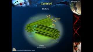 Citologia  Lezione 13 Citoscheletro e centrioli [upl. by Oicirtap]
