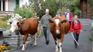 Alpabzug in Wengen  Cows return from the Alp to the Valley in Wengen [upl. by Nnod]