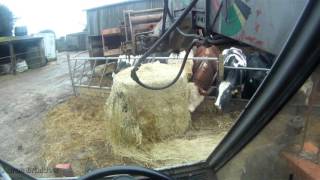 Feeding and Littering Cattle  GoPro Headstrap [upl. by Cheshire654]