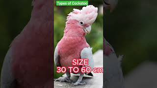 types of cockatoo parrot  Parrot Breeds From Different Countries  shorts short shortvideo [upl. by Land]