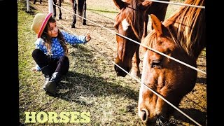 Horses for Kids  All About Horses  Fun Horse Videos for Kids [upl. by Horn394]