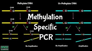 Methylation Specific PCR  MSPCR  MS PCR  Bisulfite Sequencing [upl. by Nonek]