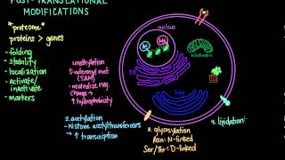 Post Translational Modifications [upl. by Farly]