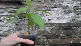 How to Prune an Avocado seedling [upl. by Anitrak]