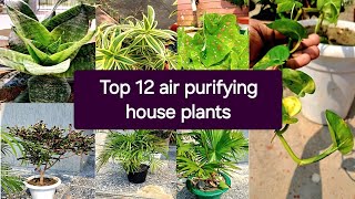 Top 12 air purifying indoor plants  Indoor plants  garden indoorplants [upl. by Tani990]