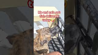 Front door fish delivery presacanario dogsofyoutube dogbreed short dogs happy shorts dog [upl. by Anirok]