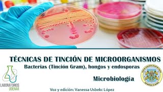 Técnicas de tinción de microorganismos Bacterias Tinción Gram hongos y endosporas [upl. by Lorelle]