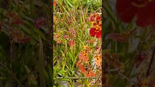 ONCIDIUM EQUITANTE TOLUMNIA ESTÃO LINDAS ORQUÍDEAS E COLORIDAS PARA VOCÊS COLECIONAR 😍 [upl. by Crandell978]