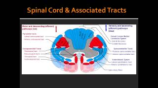 Spinal Cord amp Associated Tracts Anatomy [upl. by Elmina]