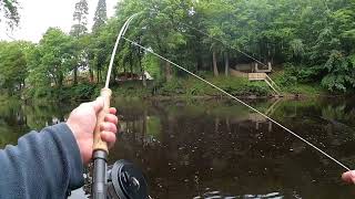 Dry fly fishing for Brown Trout in tricky conditions [upl. by Anehs]