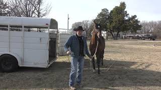 Aequitas Arabian Stallion Part 20 Four Methods to Teach Trailer Loading [upl. by Ttirb]