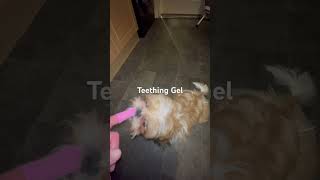 Teething Gel for Bella [upl. by Joli645]