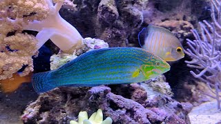 Melanurus Wrasse Halichoeres melanurus [upl. by Spillar]