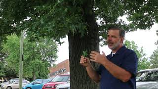 Pin oak Quercus palustris  Plant Identification [upl. by Nanji]