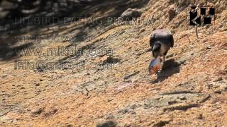 BIRD EATING PIRANHA 1 HD [upl. by Clayborn]