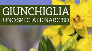 Giunchiglia un narciso davvero speciale [upl. by Siraj]