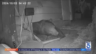 Bear living under Monrovia home [upl. by Hanfurd481]