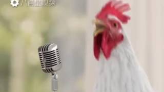 Poulet qui chante et dansent [upl. by Oiziruam291]