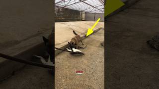 Crocodile attack on dog shortsvideo [upl. by Fital]