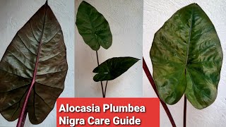 Alocasia Plumbea Nigra  Black Metallica Taro Care [upl. by Drofla]