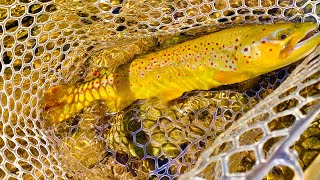 Catskills Fly Fishing Beaverkill Willowemoc Creek Esopus Creek Schoharie River Worldfamous [upl. by Biagi]