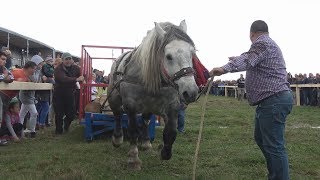 Concurs cu cai de tractiune  Sectiunea simplu  Baia Mare Maramures 7 oct 2017 [upl. by Stodder836]