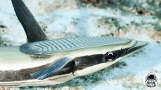 Why Does This Fish Have Suckers on Its Body The Unique Remora Fish [upl. by Daley207]