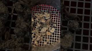 How to separate black soldier fly larvae blacksoldierfly farming nature food future earth [upl. by Sharai]