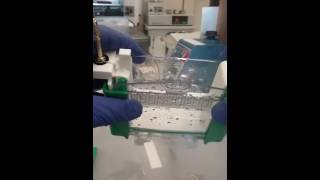 Biorad Precast TGX Protein Gel Part 1 taking cassette apart [upl. by Kendy]