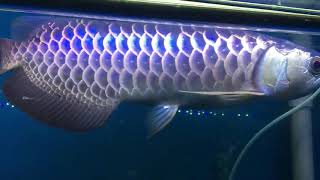 Blue base arowana Available [upl. by Karole]