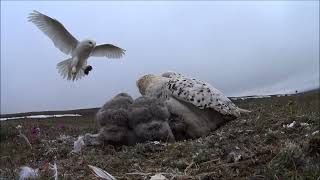 Welcome to visit the snowy owl Part 2 [upl. by Steere]