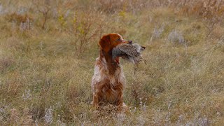 Gray partridge hunting Epagneul Breton ERNESTO HUNTING CELEBRATION [upl. by Zulema133]