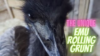 Thunderous Rolling Emu GruntsGrowls [upl. by Robena505]