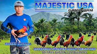 QUALITY ROOSTER🐓Grabe manok sa MAJESTIC USA‼️PWDE SA MASELAN‼️sulit oras nyo dito tapusin nyo po🔥🔥 [upl. by Swann]