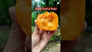 Araza fruit and plant shorts araza fruit [upl. by Annelak239]