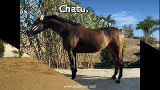 Chatungo Anglo Araber Wallach gelding wwwandalusiercom [upl. by Philemon]