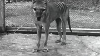 Footage of a Tasmanian Tiger [upl. by Beverlie]