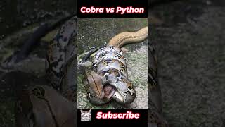 Cobra vs Python  King Cobra Takes On Reticulated Python  Wildlife Battle  Actual Video [upl. by Mignonne386]