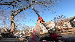 Removing a front yard tree RAW FOOTAGE [upl. by Elyse332]