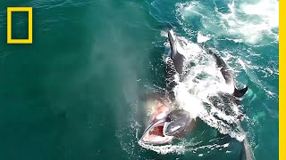 Watch Orcas Hunt a Whale in Rare Video  National Geographic [upl. by Duj]