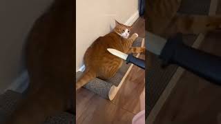 funny cat 😹 Part 3 cats shorts funnypets [upl. by Gilboa]