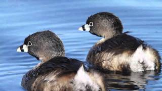 Piedbilled Grebes [upl. by Felton]